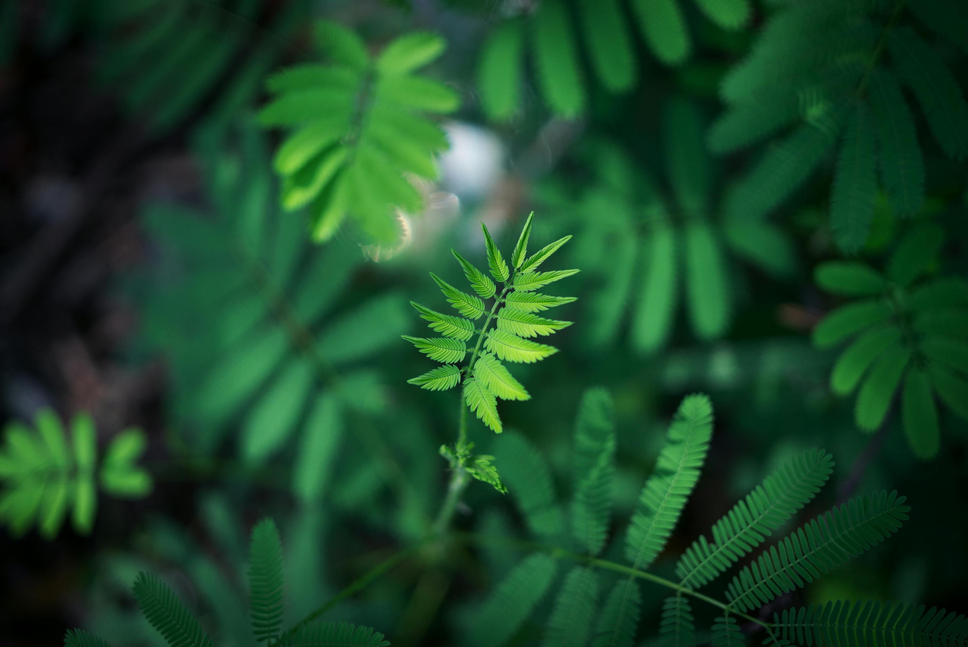 小暑时节探寻传统文化韵味与养生智慧
