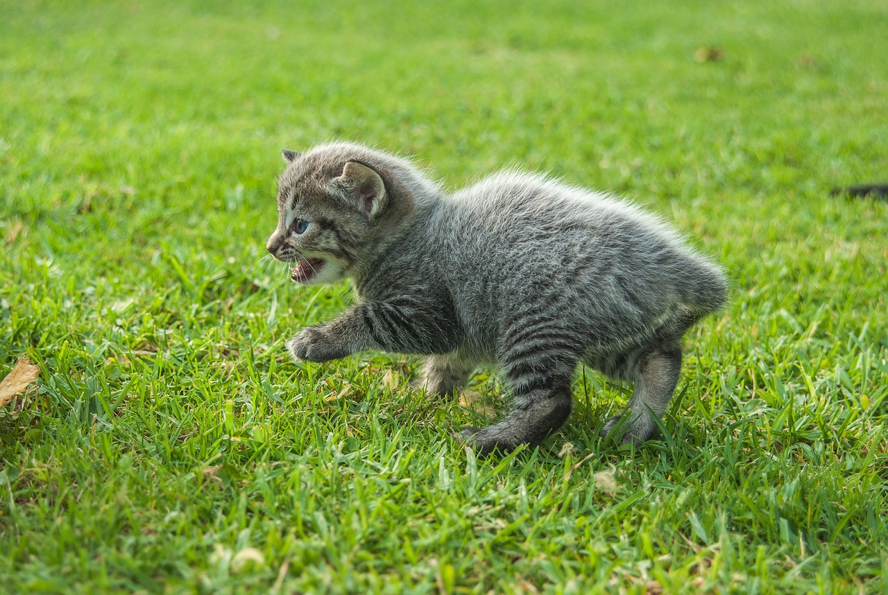 探索猫咪世界的最新动态与热门去处，喵咪最新地址大盘点