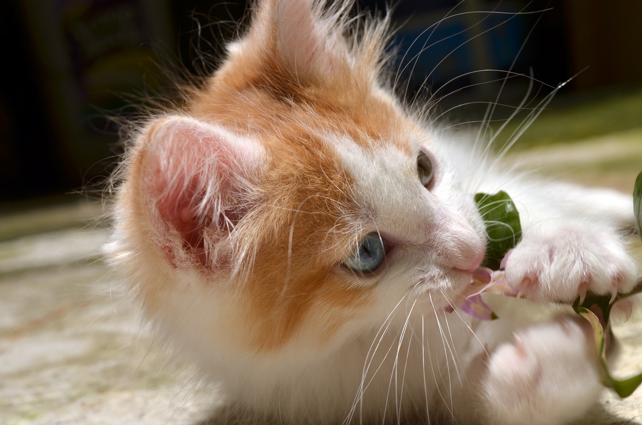 加菲猫最新趣事，令人捧腹的猫咪生活记录！